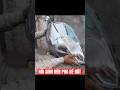 Chiếc Đèn Pha Nát Bét Tưởng Chỉ Có Thể Vứt Đi, Cái Kết Sau 3 Giờ Khiến Ai Cũng Kinh Ngạc. #shorts