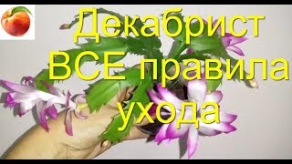 Декабрист ВСЕ Секреты Супер Цветения Все правила Ухода Schlumbergera Почему не цветет Шлюмбергера