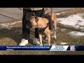 Maine organization helps veterans form strong bonds with service dogs Maine organization helps veterans form strong bonds with service dogs