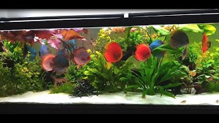 Super planted Discus Tank and colorful Discus Collection by Tamás Sipos