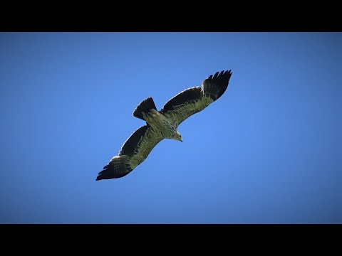 Video: Orel-Orel: pták na pokraji vyhynutí