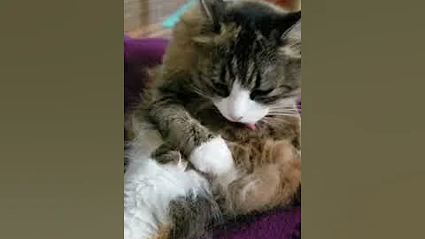 Video 808811: breed american, american curl, best cat