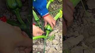 Prick Pumpkins: Fruit Boost Hack 🌱