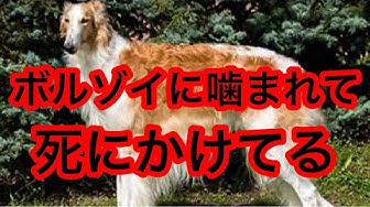 ボルゾイ Youtube