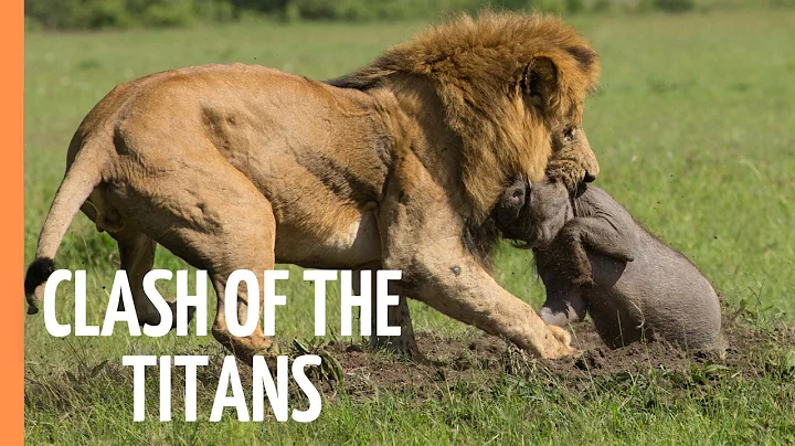 Explore the Clash of the Titans - Lions vs. Hyenas, a Fight for Territory | Full Documentary