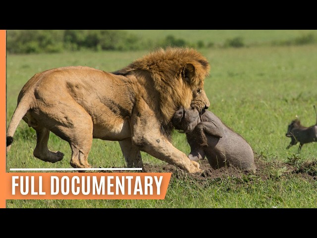 Explore the Clash of the Titans - Lions vs. Hyenas, a Fight for Territory | Full Documentary class=