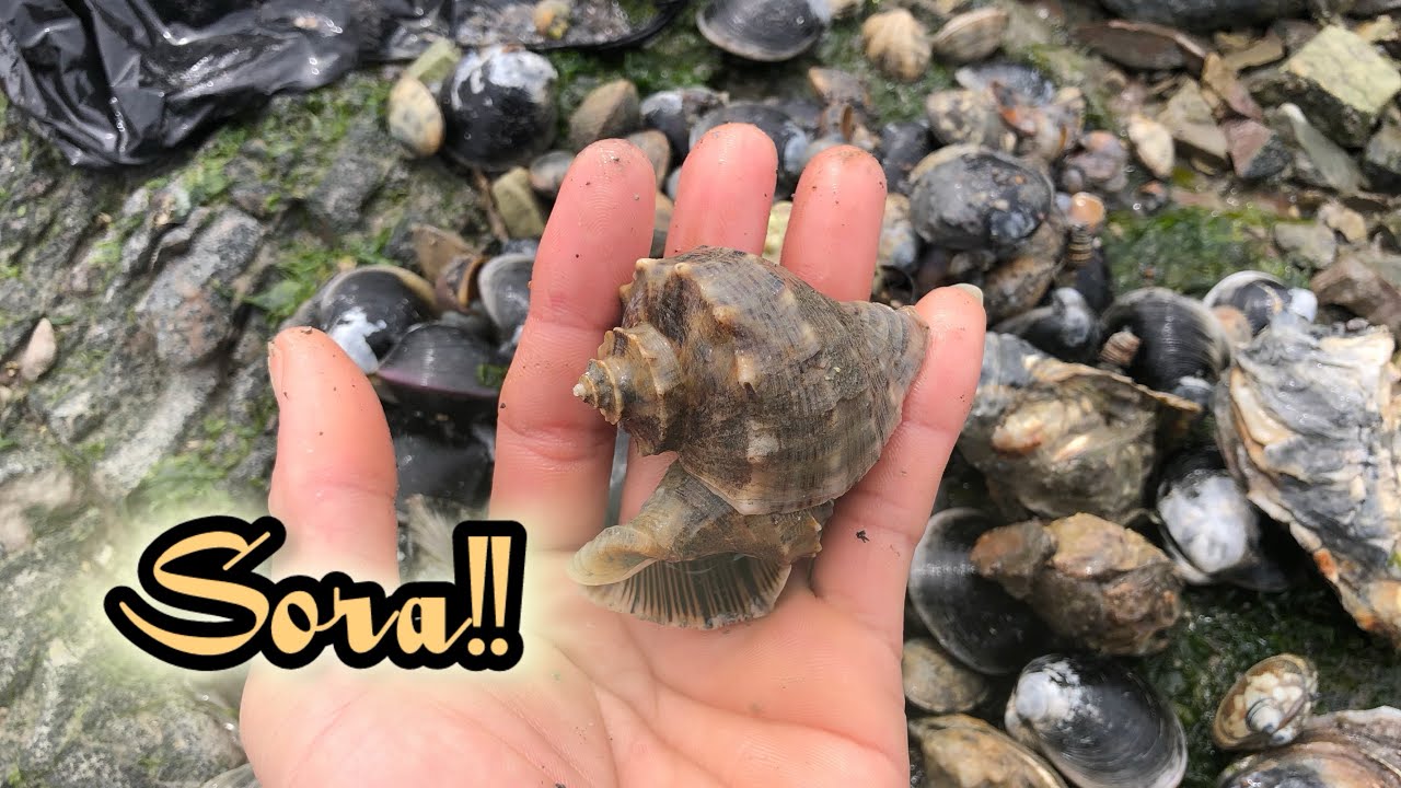 Panginhas Part 2 | Naka Jackpot ng Dalawang mamahaling Sora Shell ...