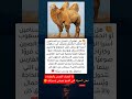 الجمل ذو السنامين كيف يصمد في أقسى برد آسيا الوسطى اكسبلور Shorts Fyp S Viral الجمل ذو السنامين كيف يصمد في أقسى برد آسيا الوسطى اكسبلور Shorts Fyp S Viral