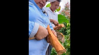 Primera Cosecha de Canela a 3 años!!!