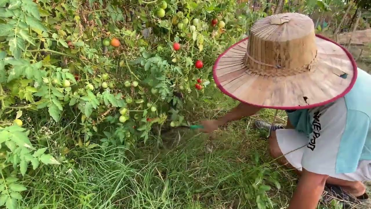 Very simple life style in the village: raised chickens & harvested eggplant 🍆, cherry tomatoes 🍅 