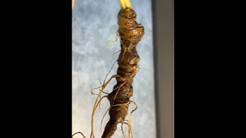 1 củ sâm rừng 90 gam mời các bác siêu tầm gọi 0377965679 e Nguyệt nhé đẹp hiếm