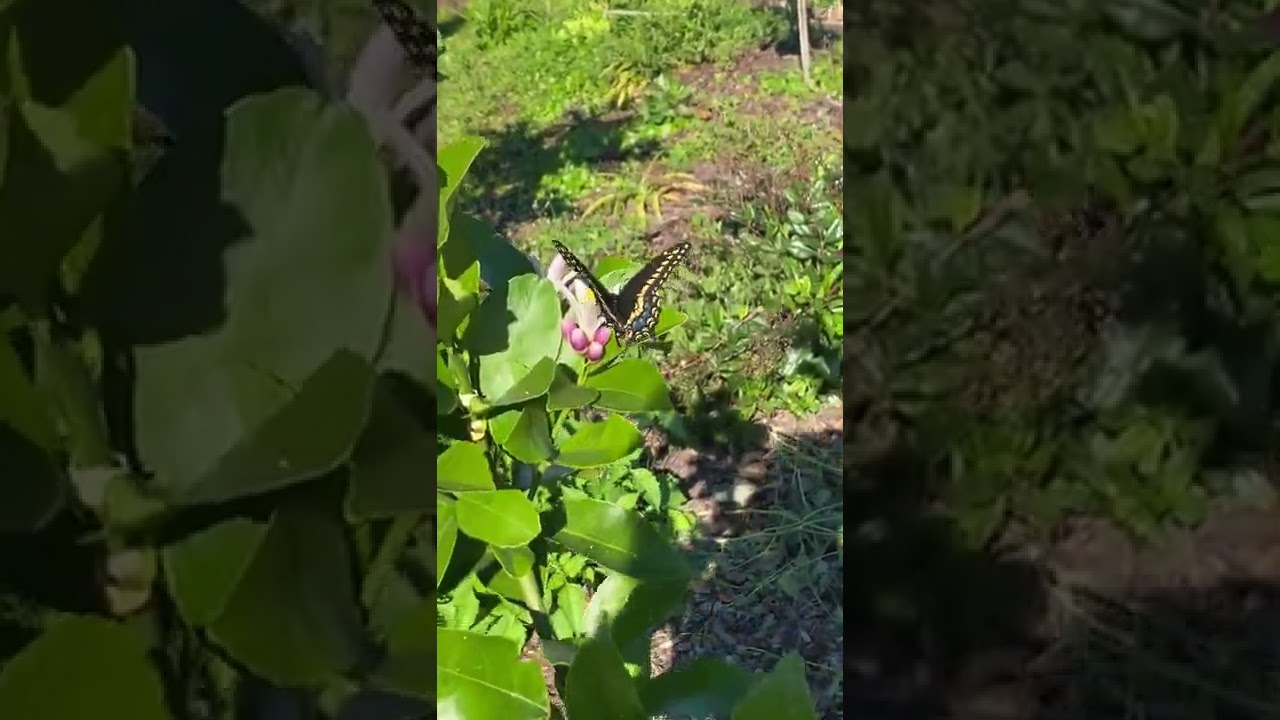 Mutualistic Relationships in Action!