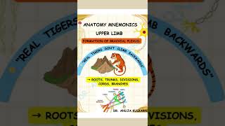 #anatomy #upperlimbanatomy #axilla #brachialplexus #mnemonics #anatomymadeeasy #doctor #1stYear1st