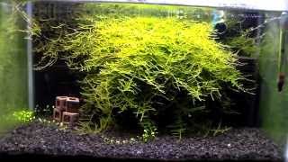 Natural Moss Wall