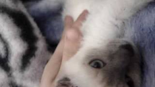 Blue point siamese kitten