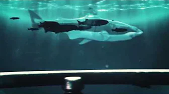 Viaje a lo Inesperado - Spot Viaje a lo Inesperado - Spot
