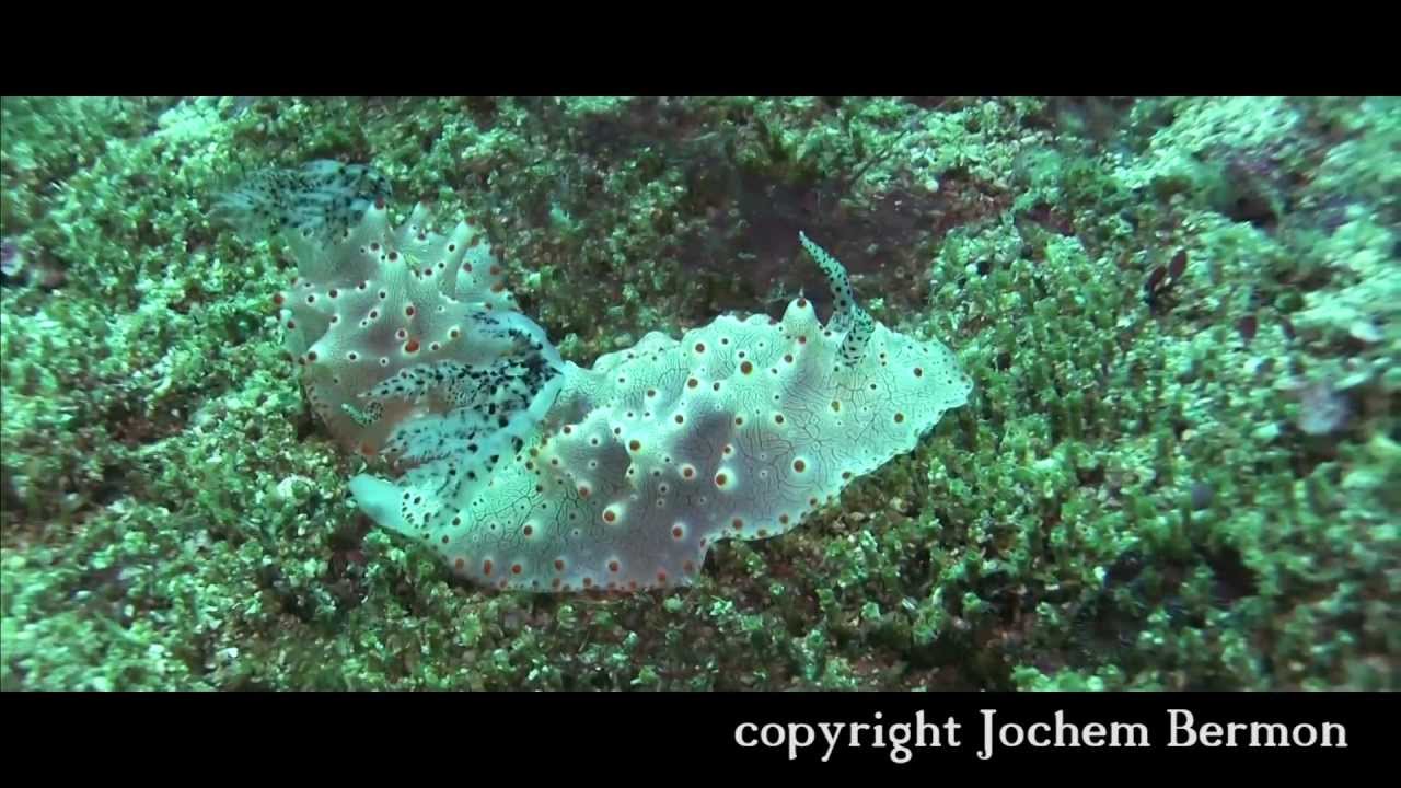 Malapascua - Not just Thresher Sharks - Gato Island