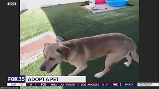 Adopt-a-Pet