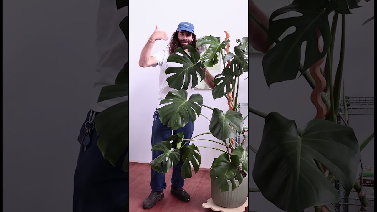 You NEED To Stake Your Monstera Plants Like THIS Planttips Plant