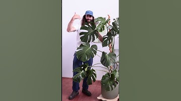 You NEED to stake your monstera plants like THIS #plants #monstera #planttips #plant