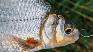 Looking For Perch And Chub, Found And Caught Wild Common Nase On Spinner Lure. Mountain River.