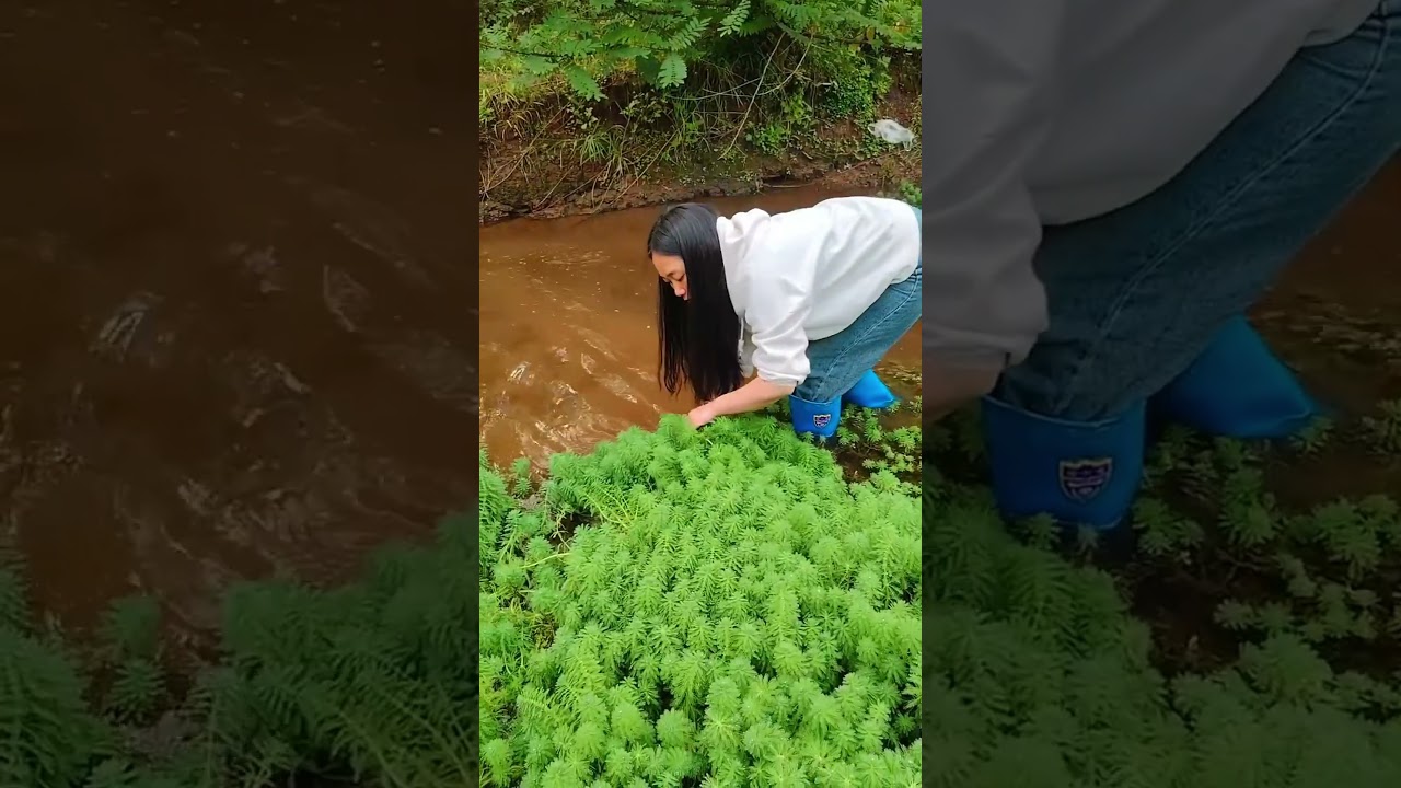 River fishing by amazing fish trap  #fishing #youtubeshorts