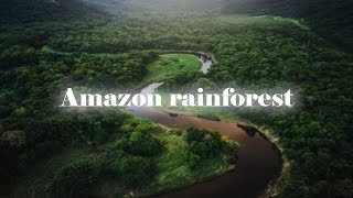 An awesome journey to discover the Amazon