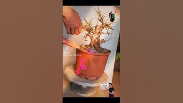 Hướng dẫn Cắt tỉa bonsai - Còn Mỗi Cái Gộc #bonsai #huongdan #chietcanh #lamvuon