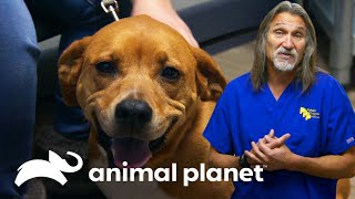 Perra Gracie se divide entre la vida y la muerte | Dr. Jeff, Veterinario | Animal Planet