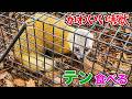 かわいい害獣「テン」食べる