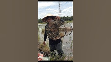 Thăm Lờ Dính Cá Trê Lai Ruộng #shorts #cátrêlaiRuộng