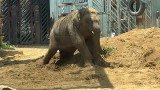 カッコよく枝を取ろうとしたらずっこけるアルンくんがかわいい♪【‎2024年‎5月17日】【上野動物園】アジアゾウ