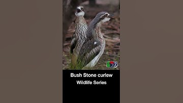 Bush Stone-curlew