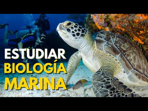 Que Carrera Puedo Tener Biologia Marina