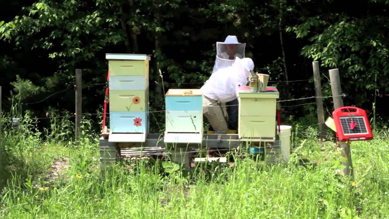 Bees - YouTube