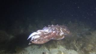 Cuttlefish in port phillip bay -