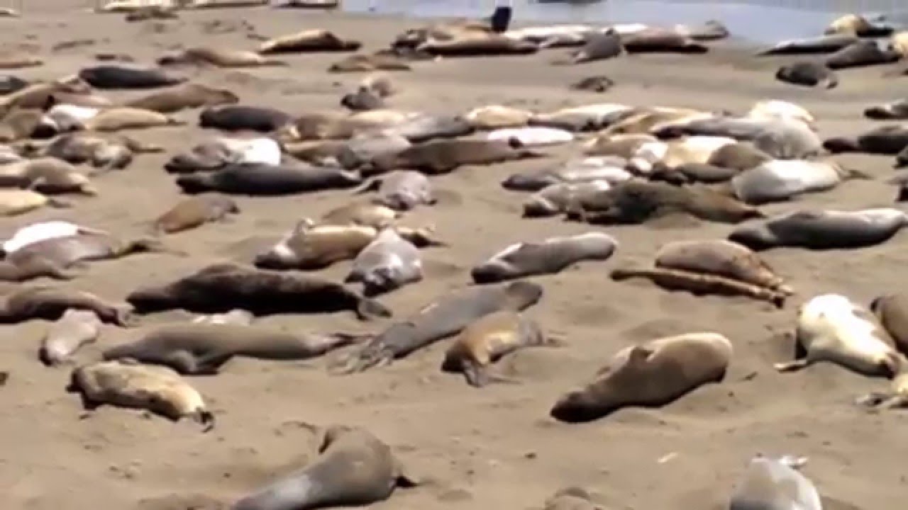 San Simeon, CA Elephant Seals - YouTube