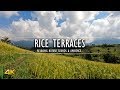 Jatiluwih Rice Terraces w/ Subak Ambient Sounds | Relaxing 4K Nature Video | OmniHour