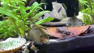 Otocinclus makes her escape when dwarf frog turns his back😂 by Distantgem 21 views 2 years ago 31 seconds