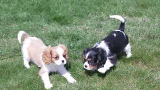 Joseph Bowman's Cavalier Puppies by Mt Hope Puppies 43 views 3 days ago 1 minute