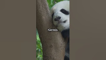 5 Wild Facts About Pandas You Won