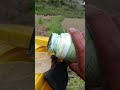 Don’t forget to Like, Comment &amp; Subscribe for more farming videos.#TomatoFarming #Vegetab