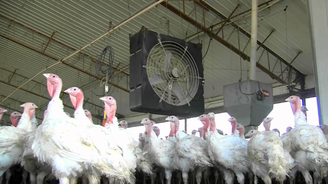 Iowa Turkey Manure YouTube