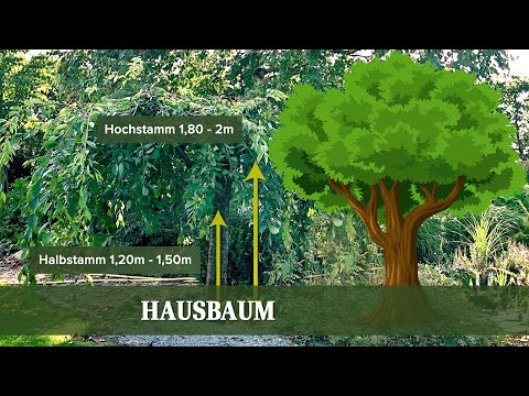 Video: Welcher Baum Ist Besser - Natürlich Oder Künstlich