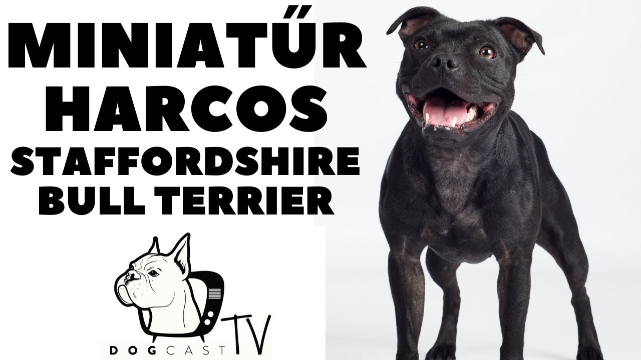 Miniatűr Harcos - STAFFORDSHIRE BULL TERRIER - fajtabemutató! DogCast TV!