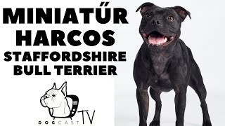 Miniatűr Harcos  STAFFORDSHIRE BULL TERRIER  fajtabemutató! DogCast TV!