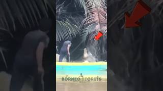 Spearing A Muara Crocodile shorts predator crocodile