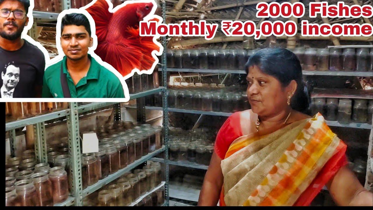Kolathur Betta Fish Farm Vlog-EshwarGandhi Ft. Abi fish room-Breeding-Fast fry Growth- தமிழ் (Tamil)