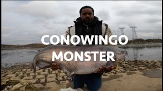 Conowingo Monster