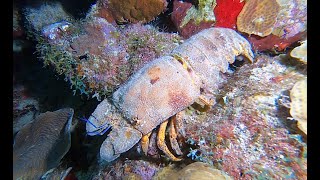 More Amazing Shore Diving in Bonaire October 2019